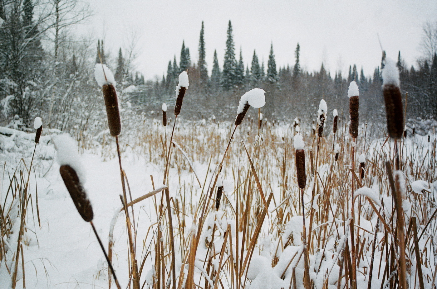 ПЕЙЗАЖ С КАМЫШОМ**