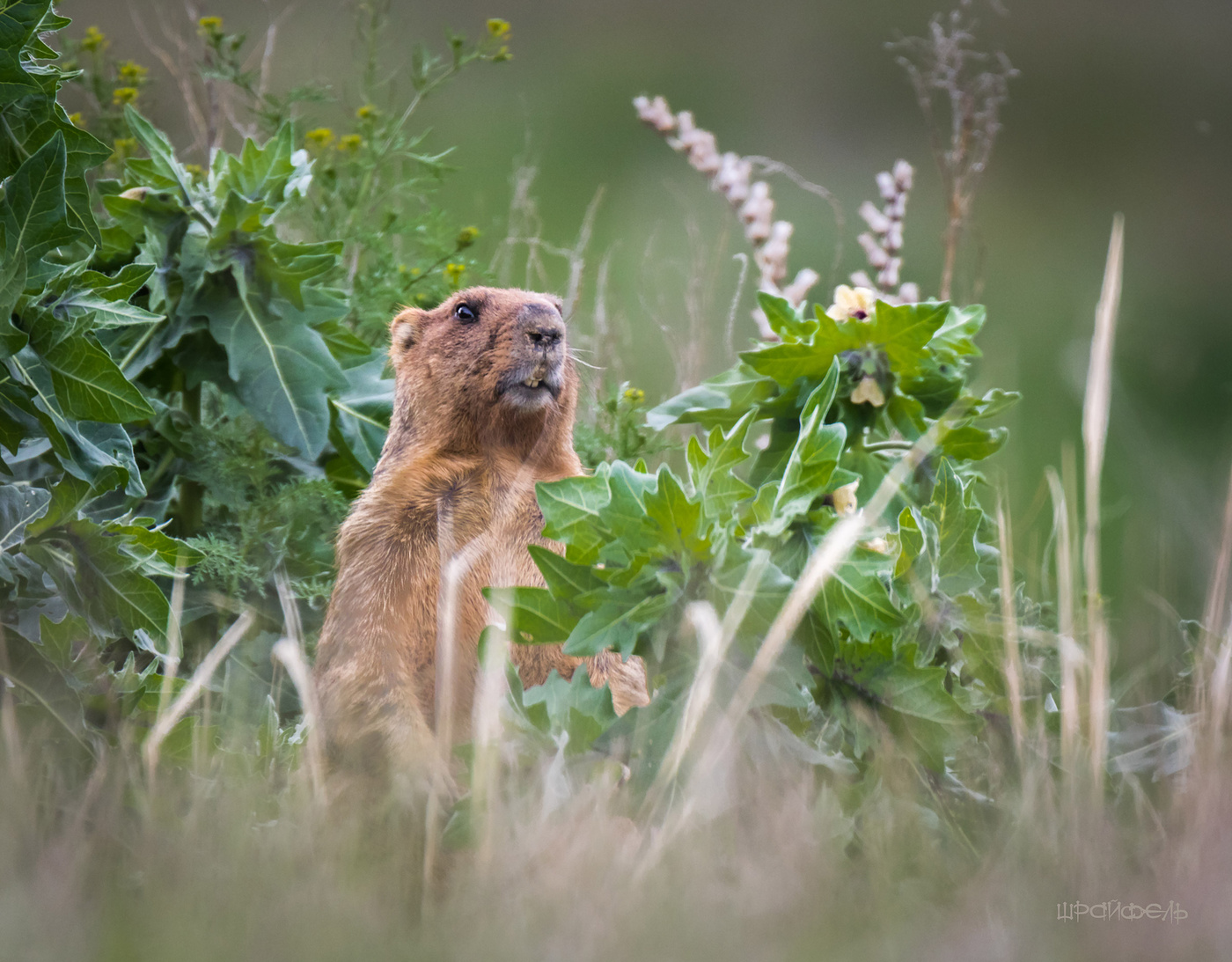 Среди зарослей белены