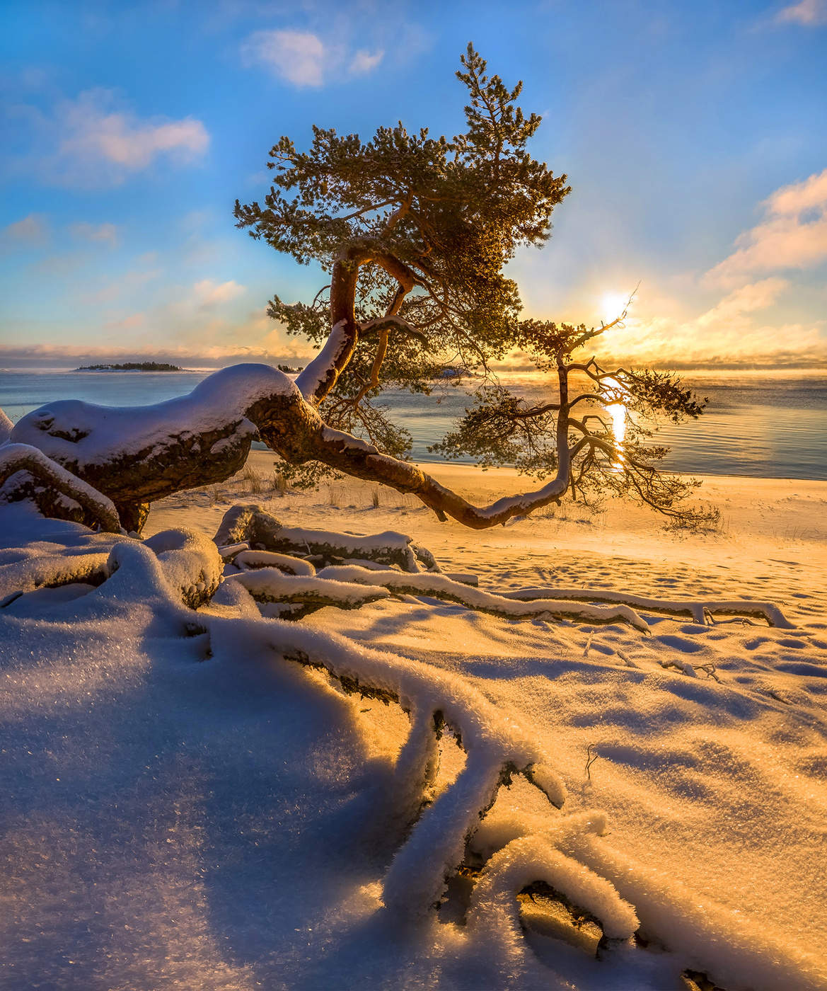 Сосна на берегу Ладоги