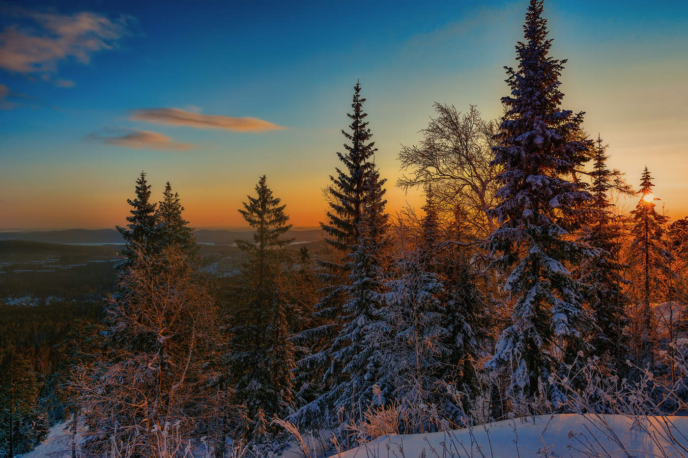 Солнечный лес