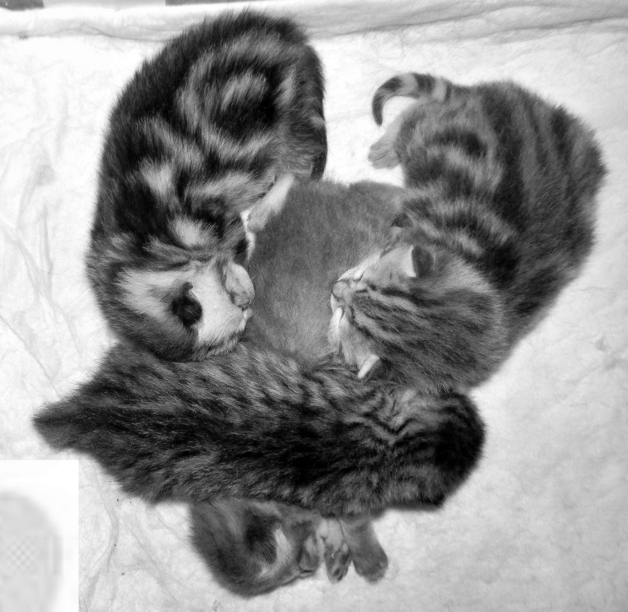 Томная пятница