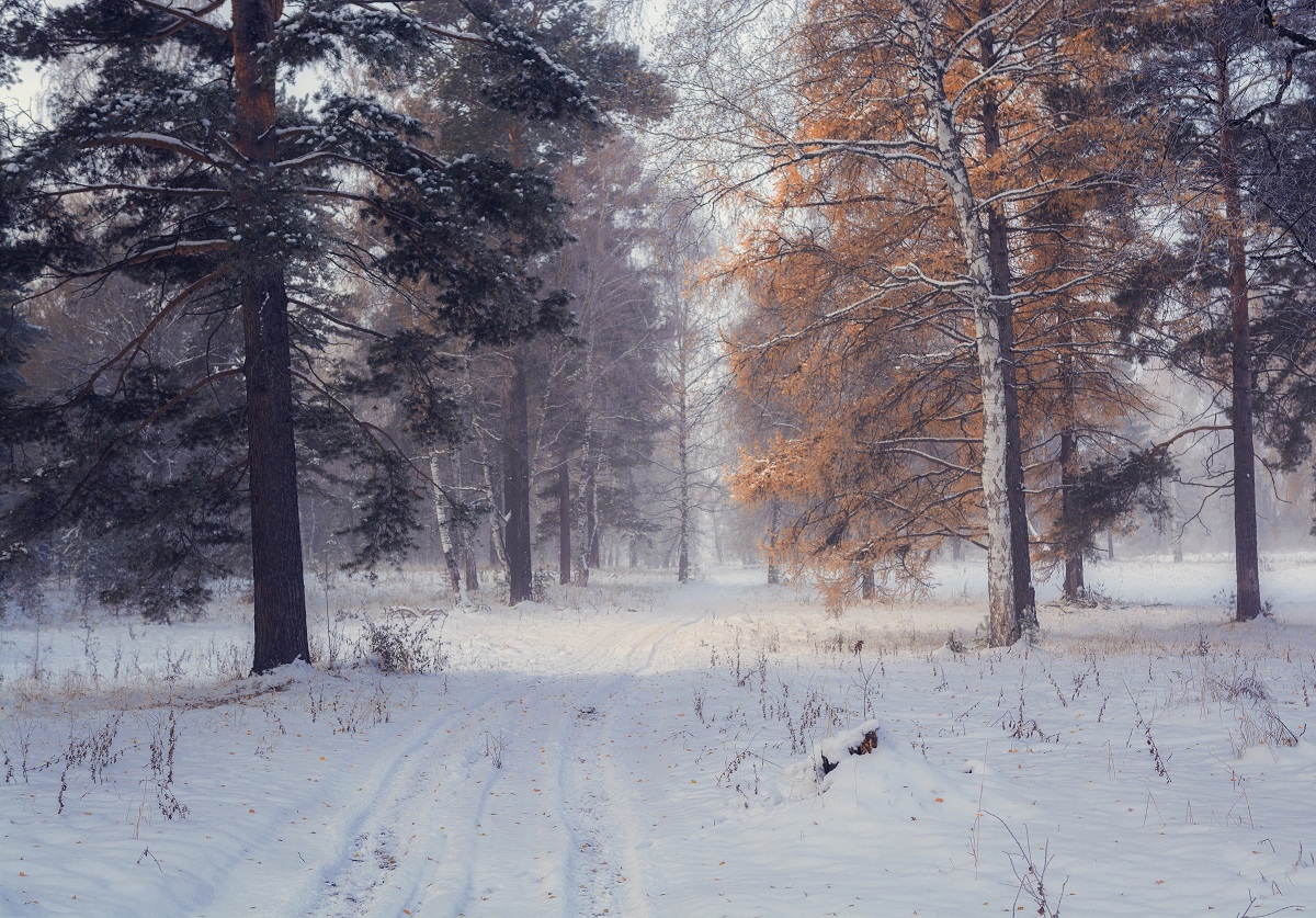 Осенний лес.