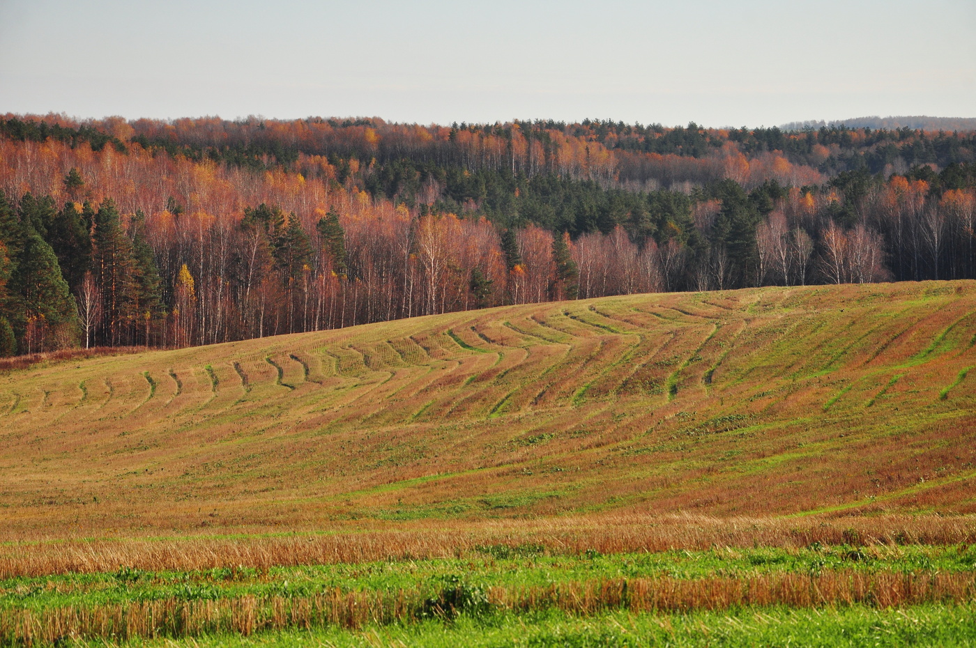 Графика осени.