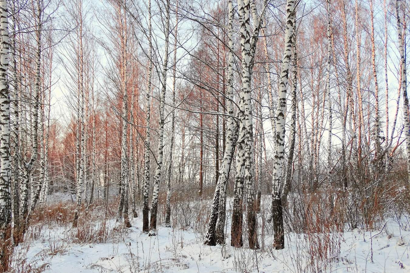 Зимние берёзы вечером