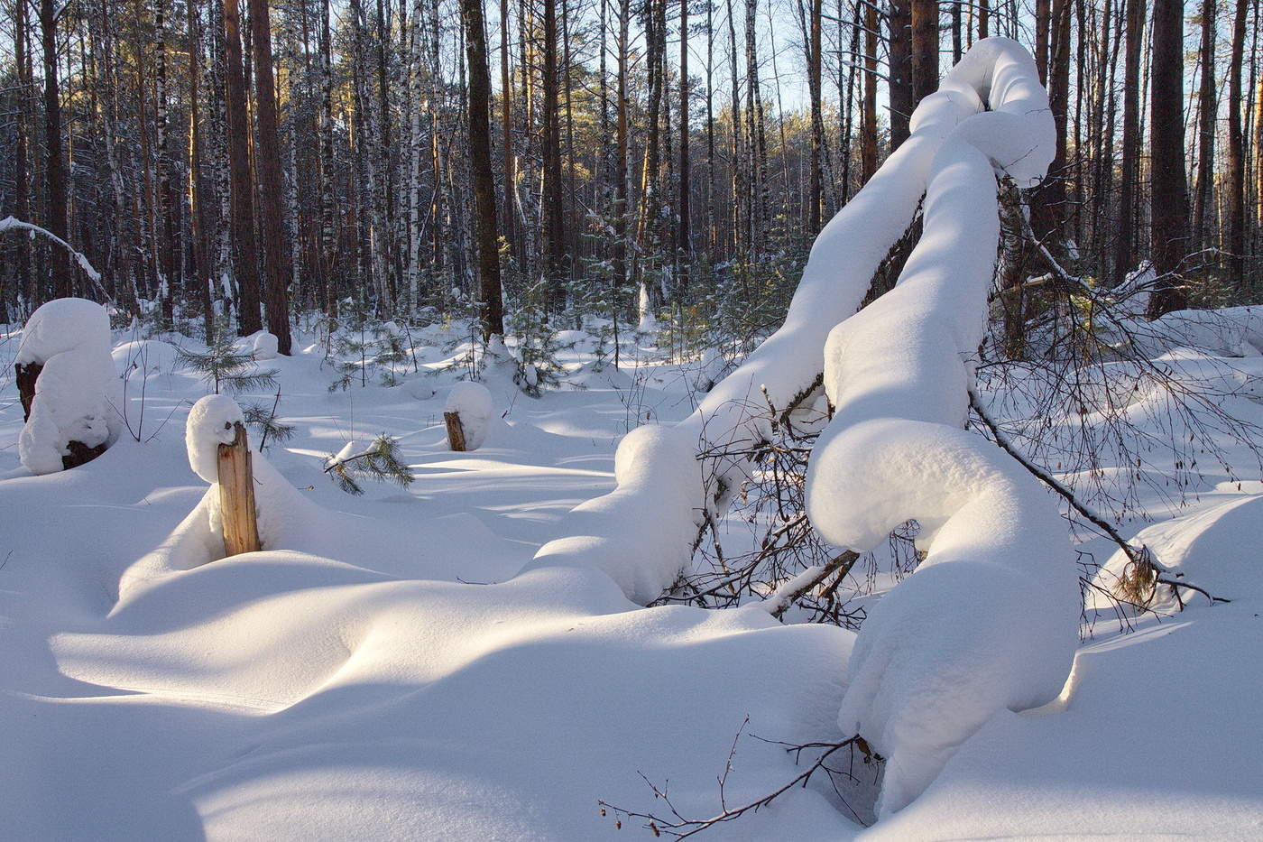 *ПРИЧУДЫ ЗИМЫ.**