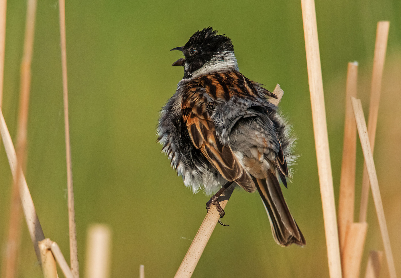 взъерошеный