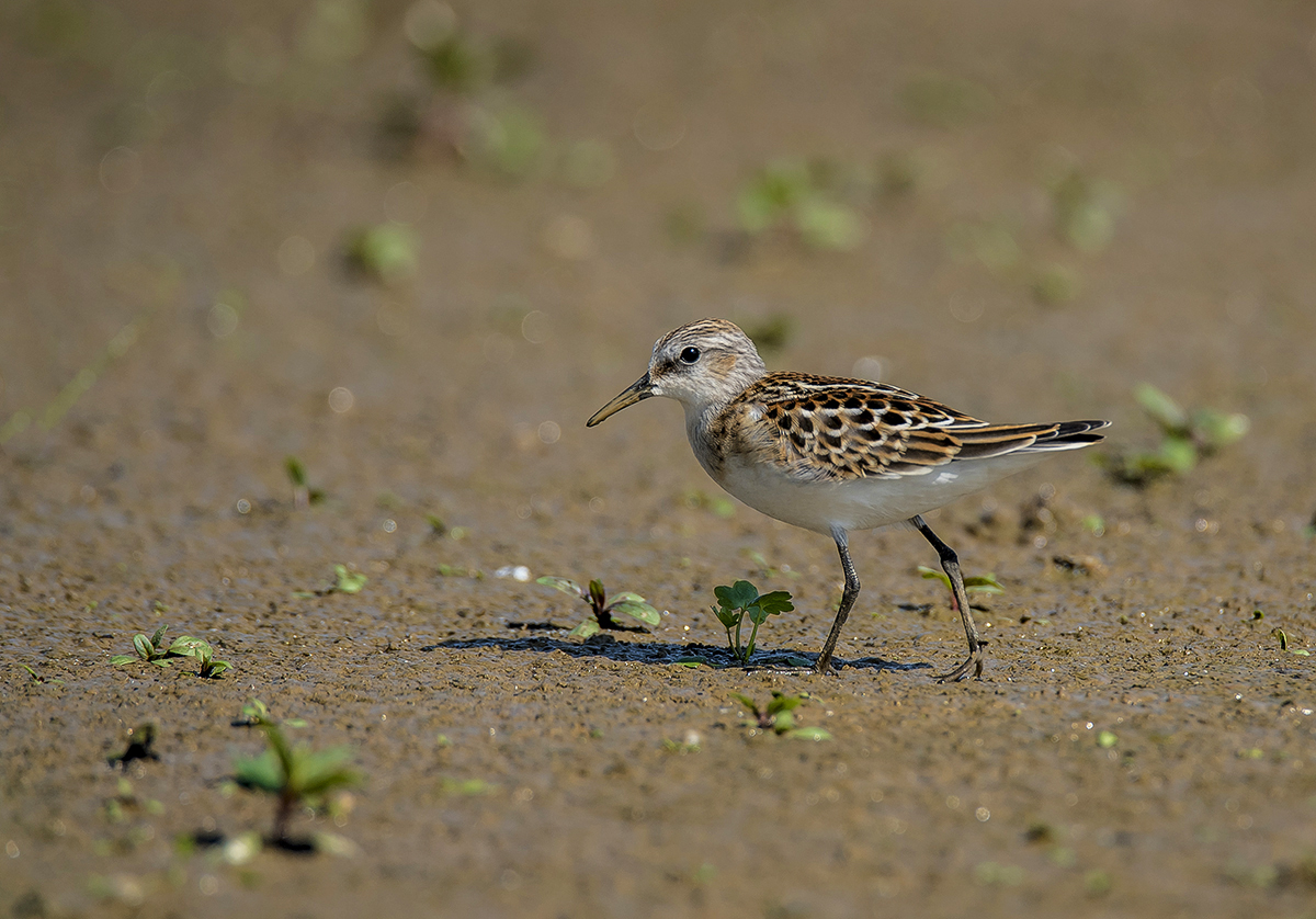 Кулик Воробей.
