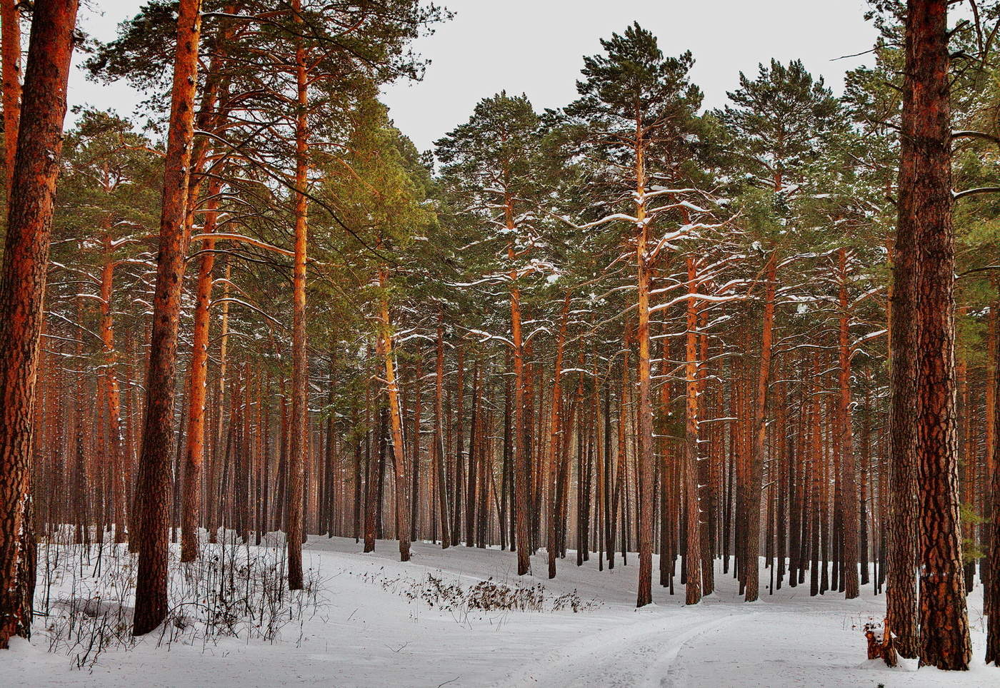 *В СОСНОВОМ БОРУ.**