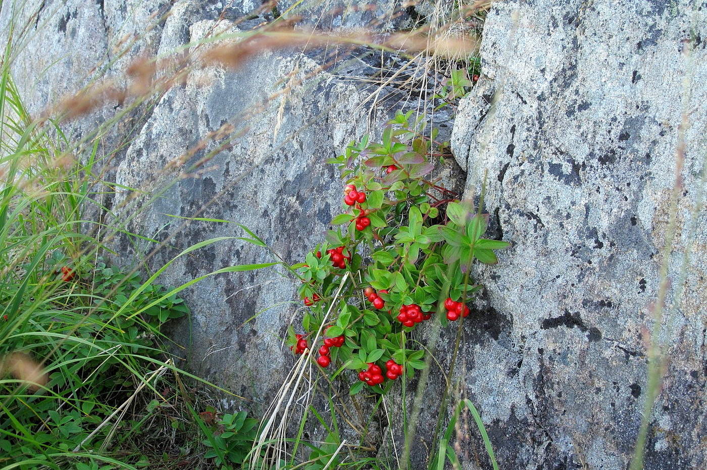Мой любимый север