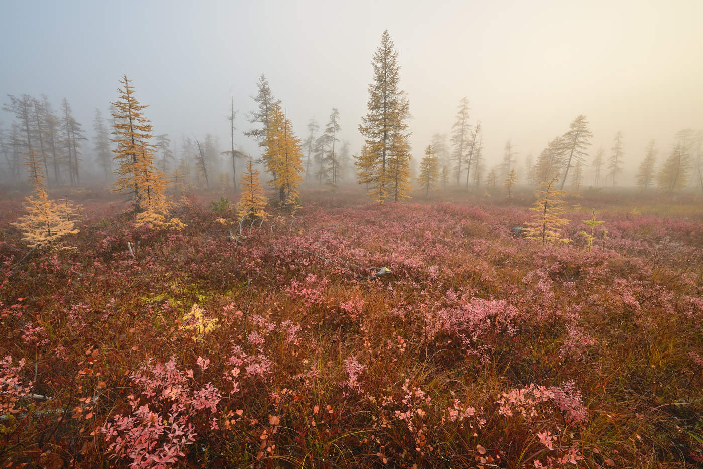 Утро на болоте