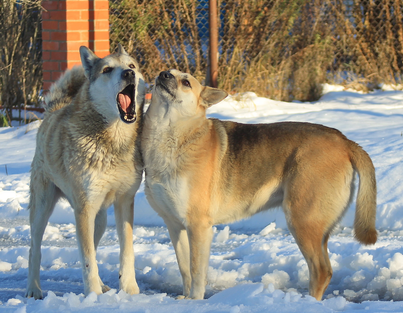 Друзья , не разлей вода!