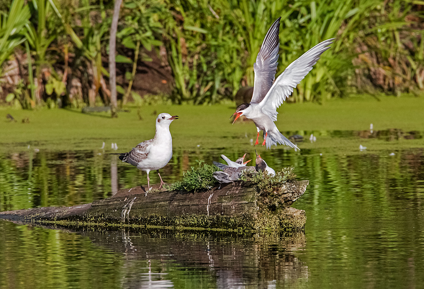 а ты откуда взялся?