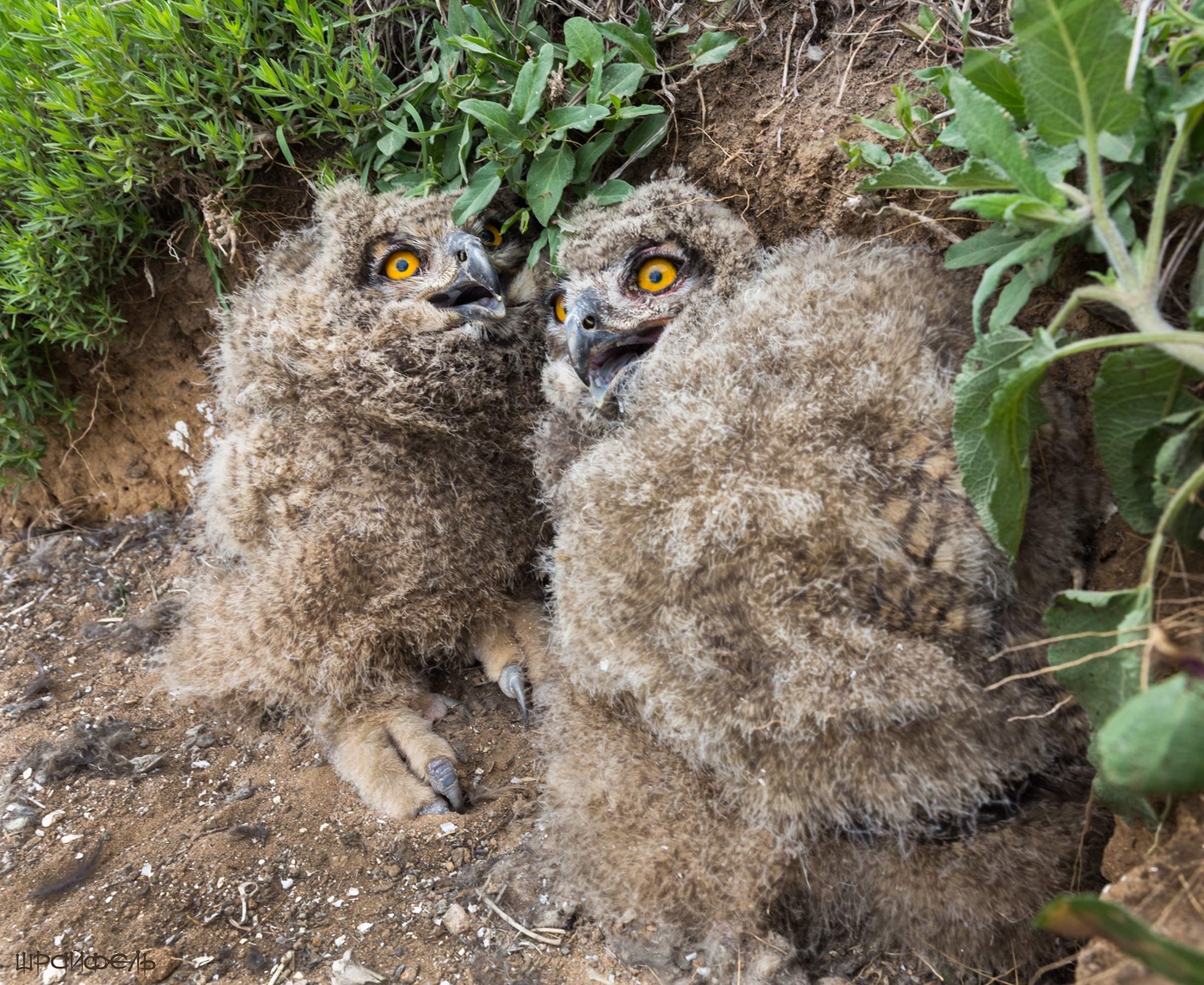 На лицо ужасные, добрые внутри
