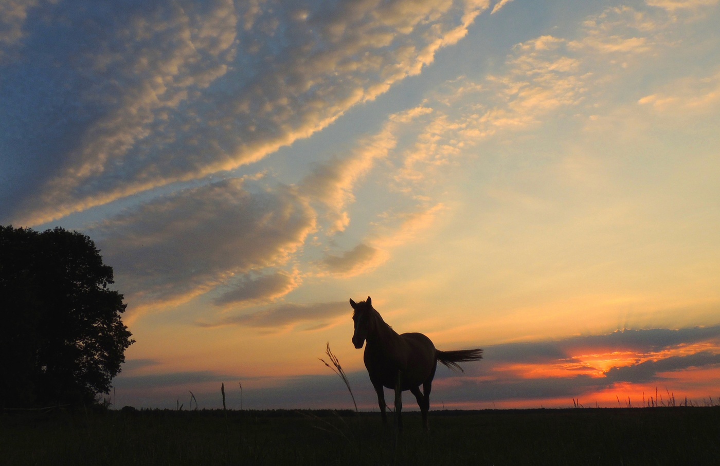 Вечерняя степь
