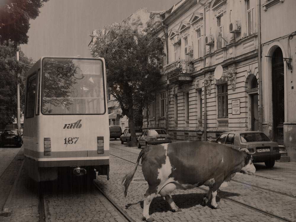 "Священная" корова