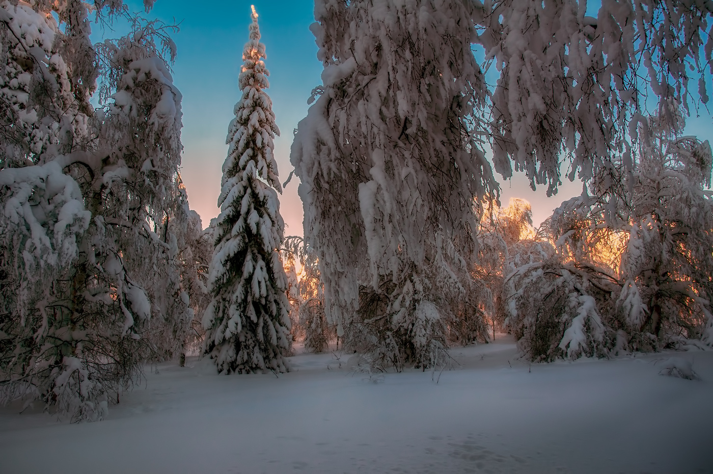Лесная краса