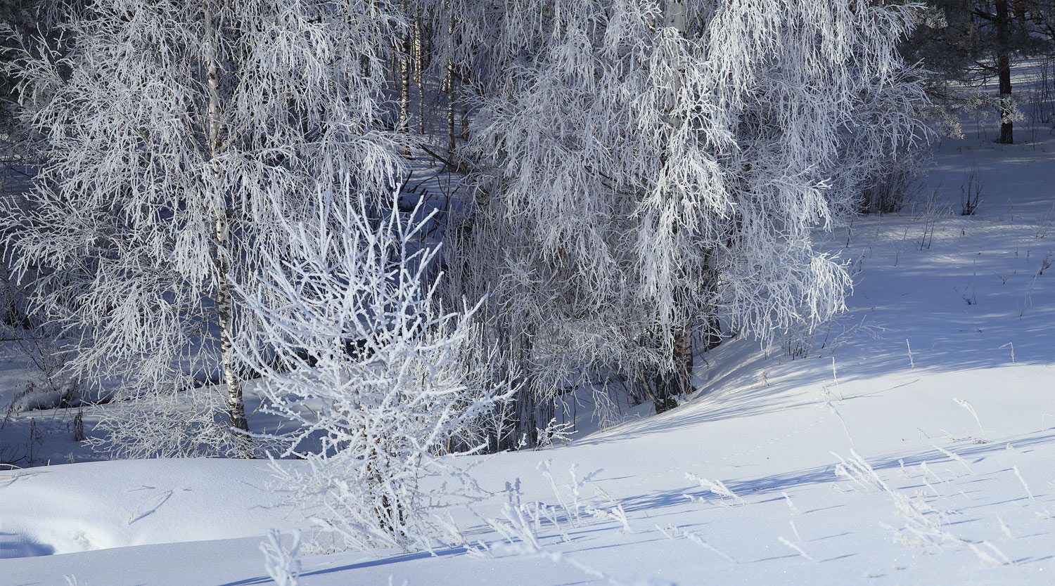 Морозко побывал