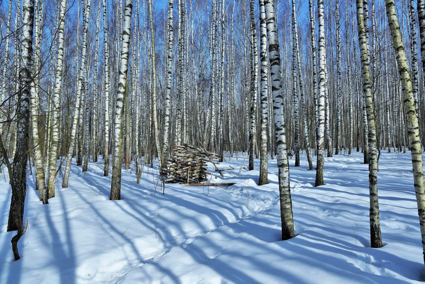 "Я в лес вхожу и мне не к спеху"...