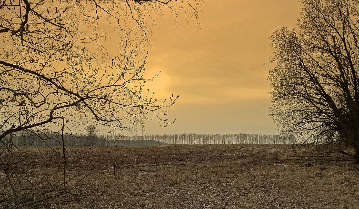 Вечернее поле