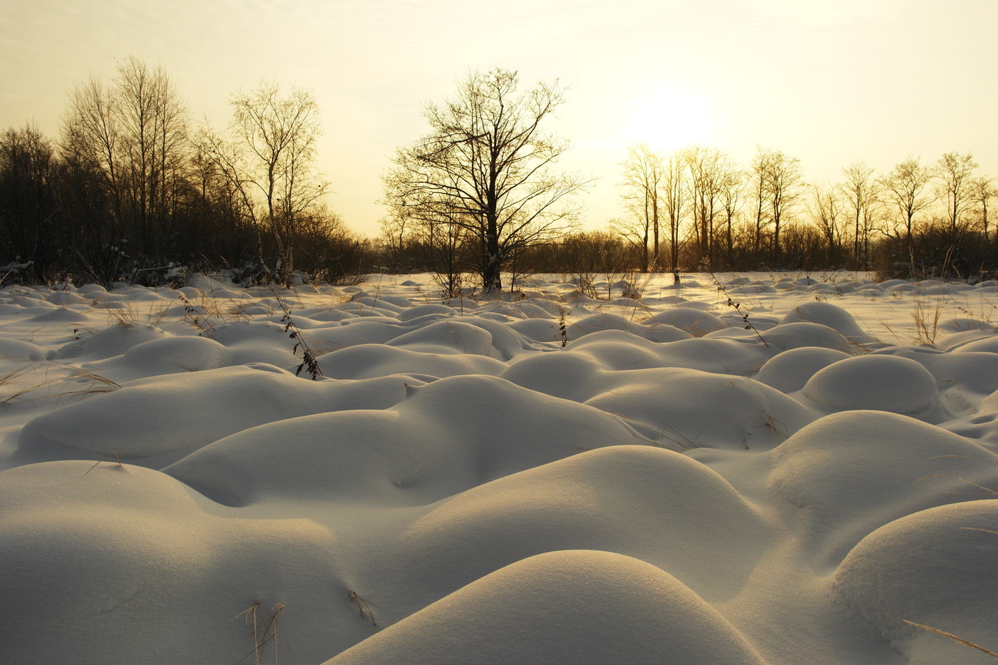 Сломанная ветка.