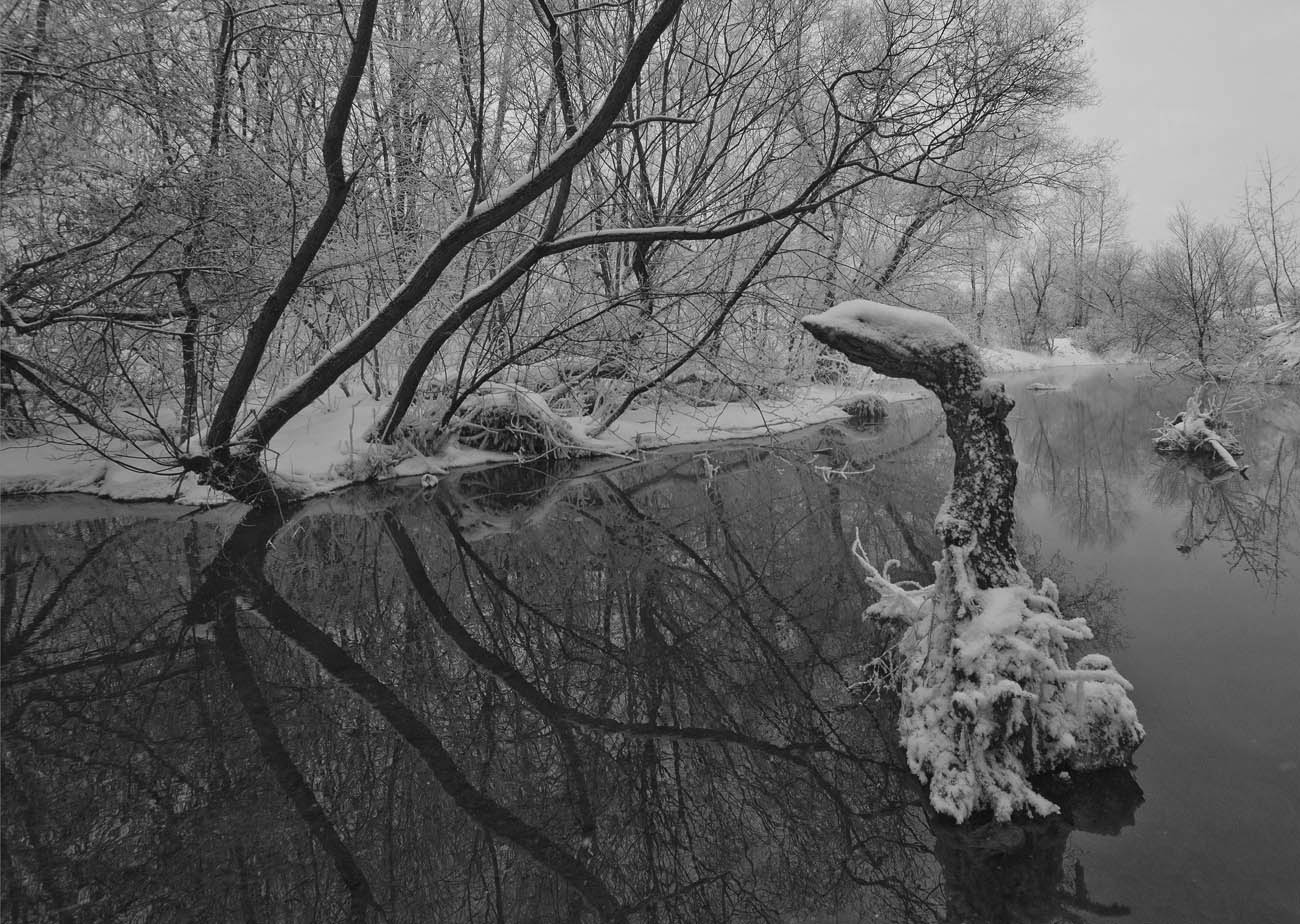 Есть птицы гусиной породы