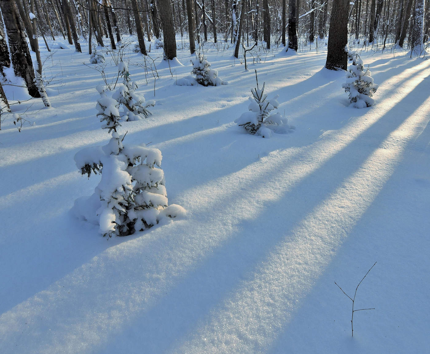 "В лесу молчанье, тишина..."