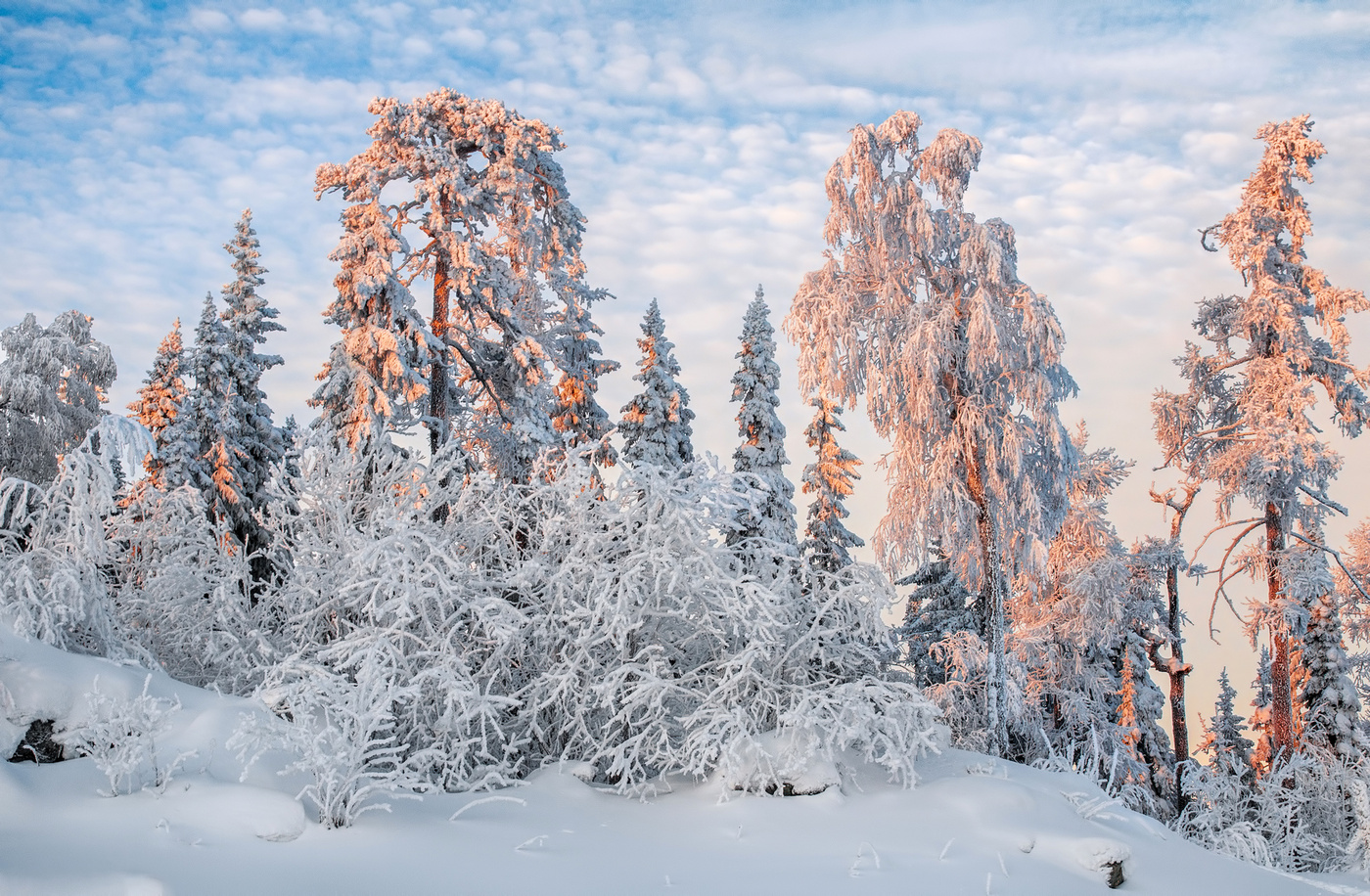 Сказочный лес