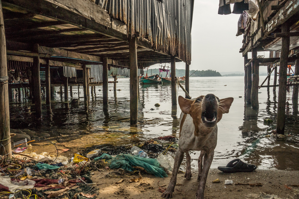 Из жизни домашних животных