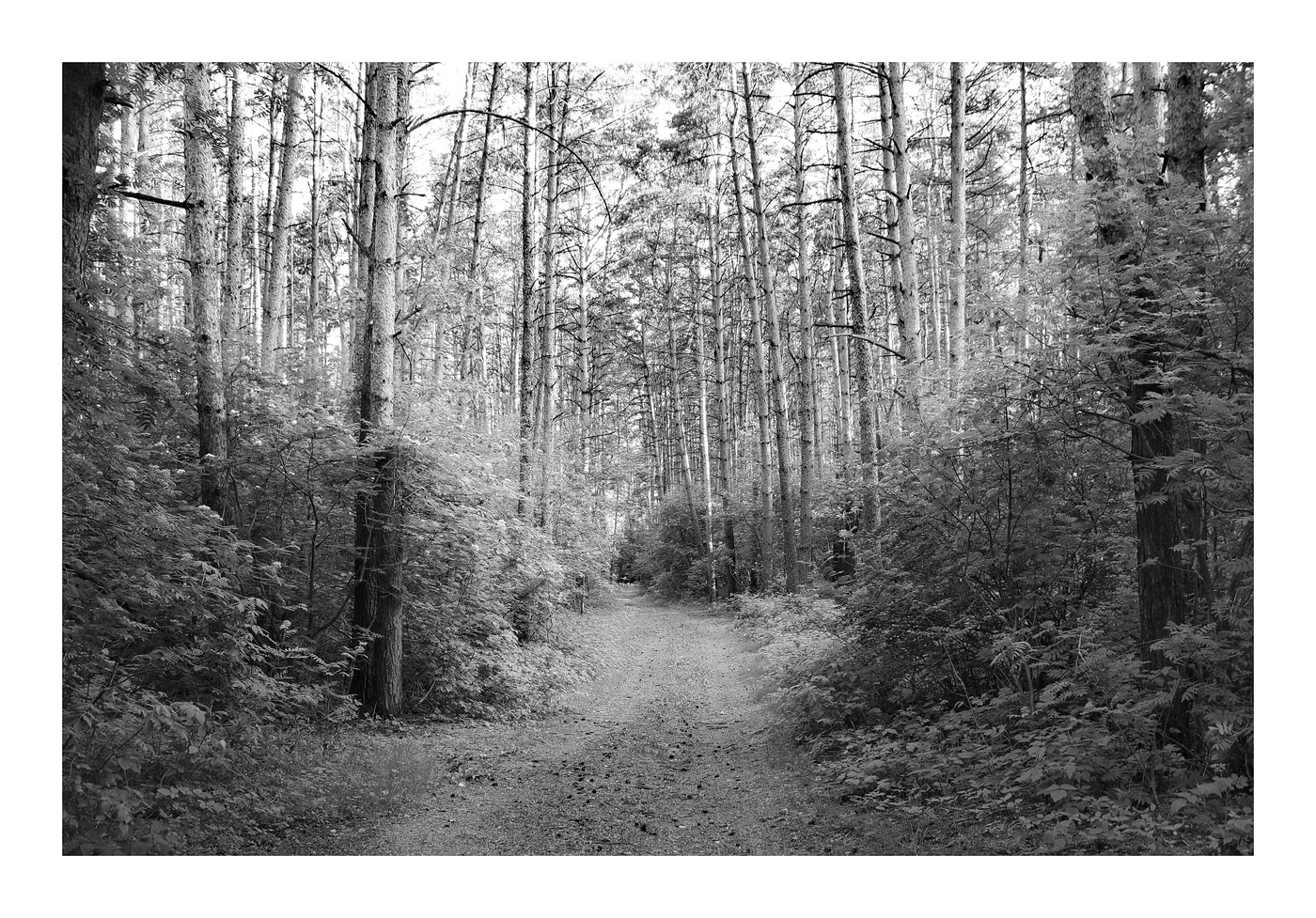 сосновый бор