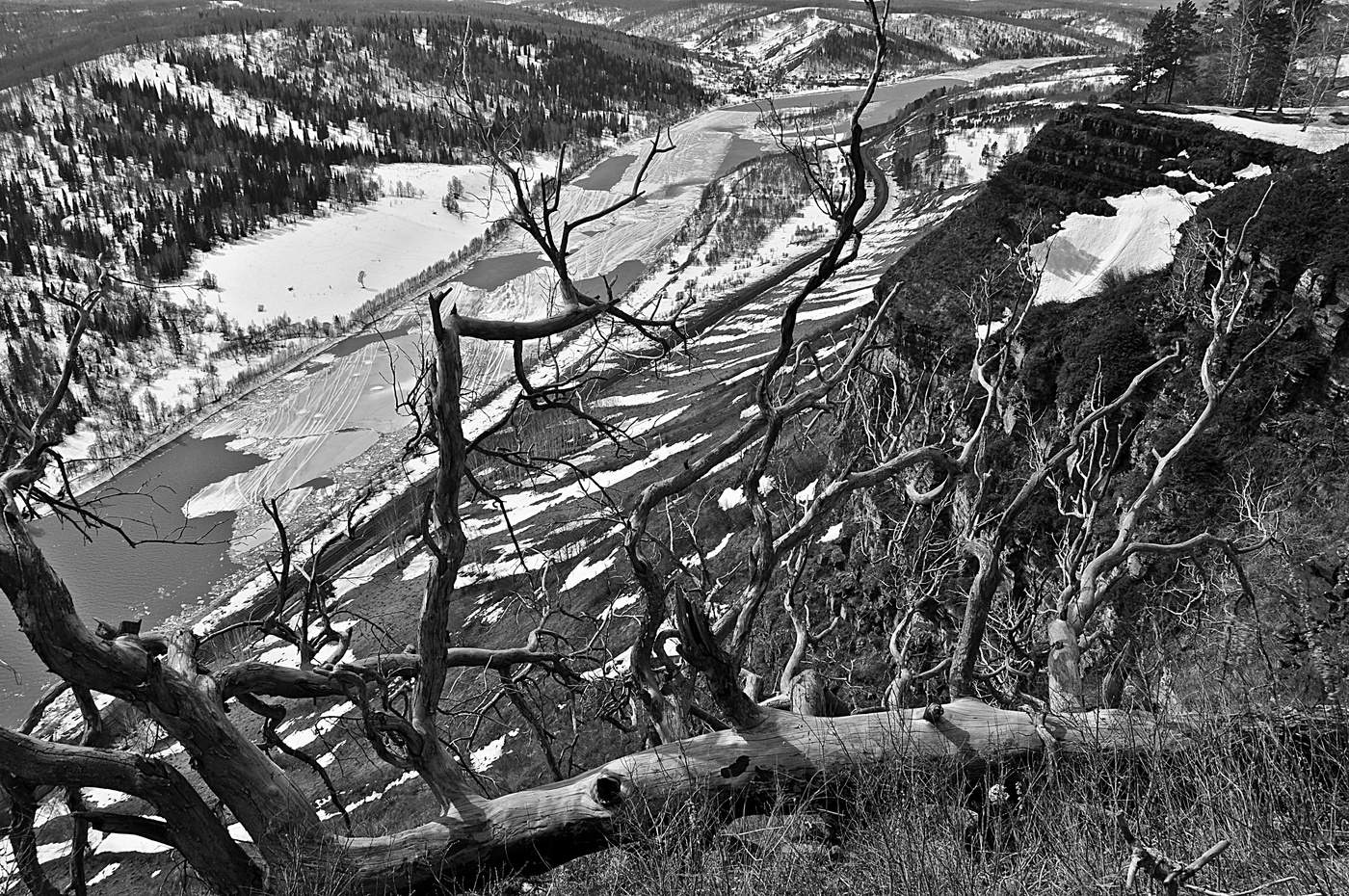 Старая сосна