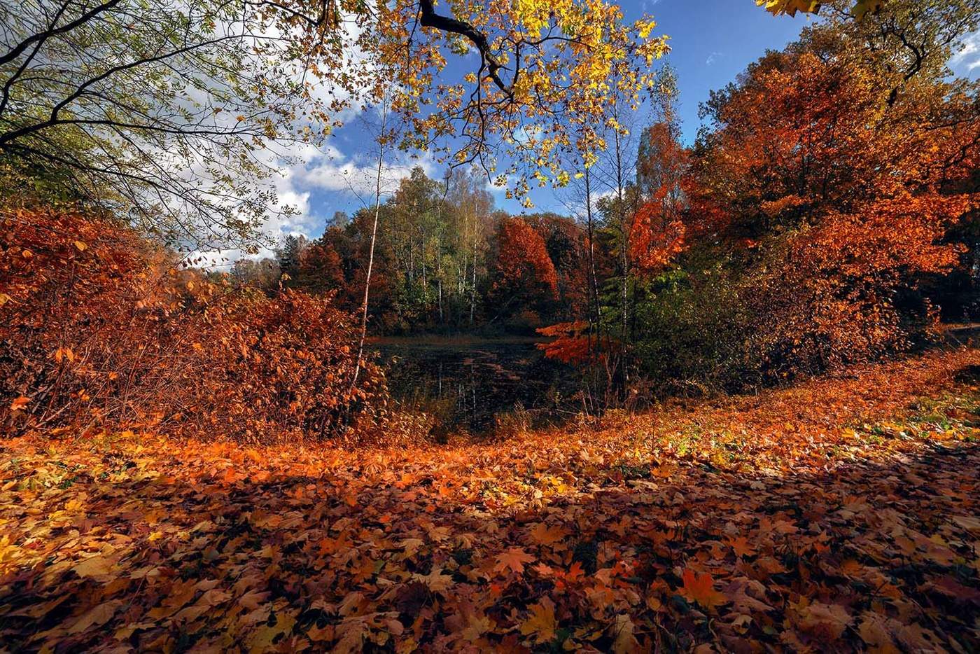 Шуршала осень не спеша,неслышно,трепетно дыша....