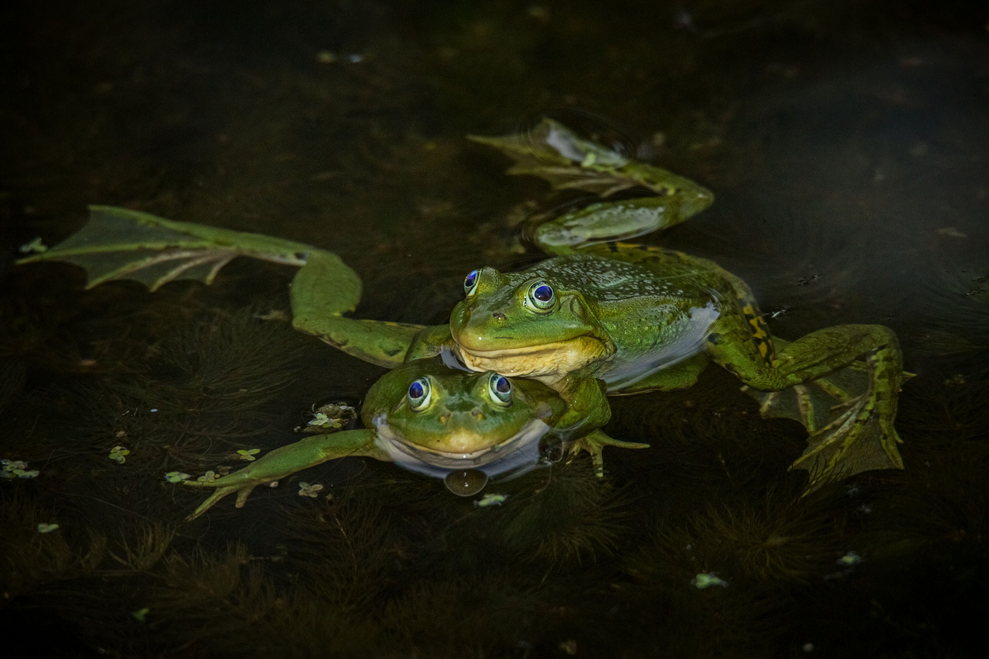 влюбленные лягушки