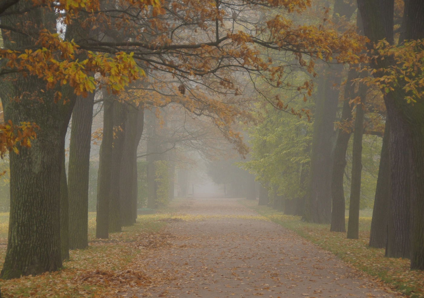 Осеннее утро...