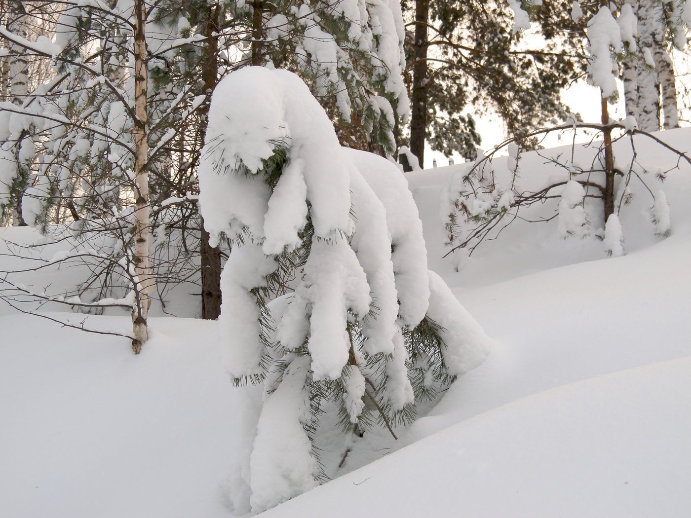 Метель одела в шубы деревья