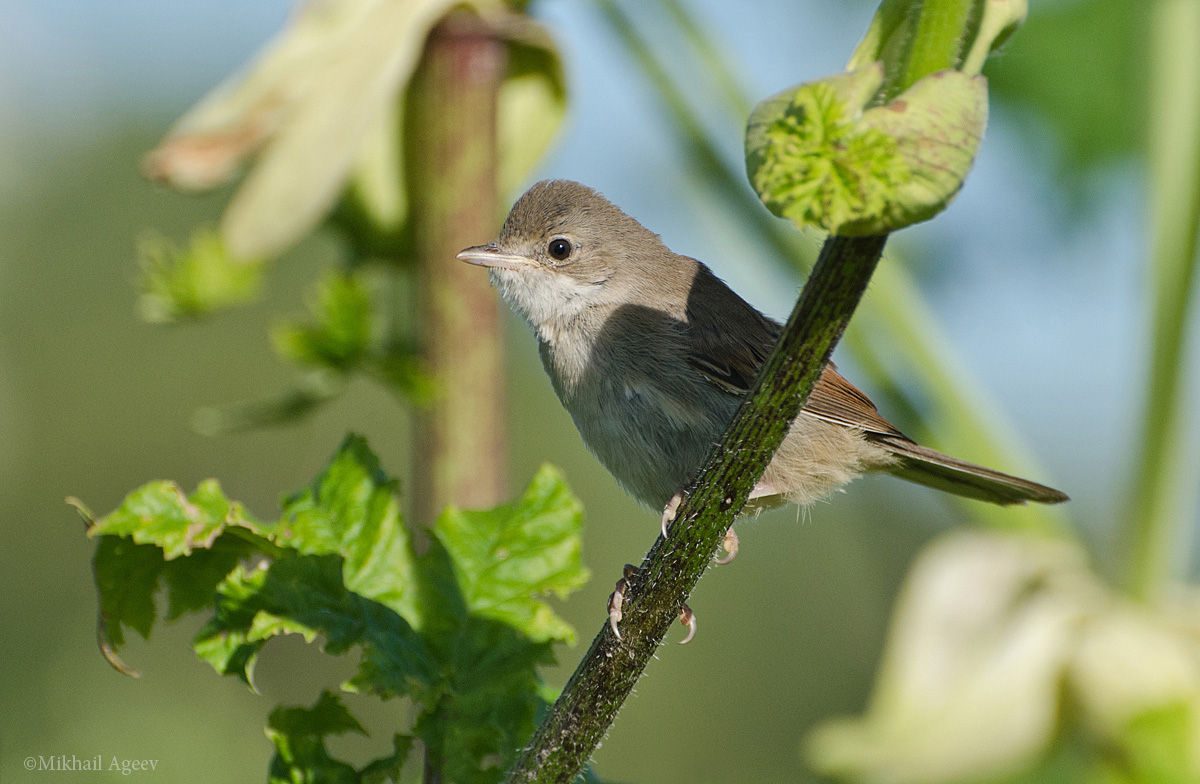 Славка и борщевик