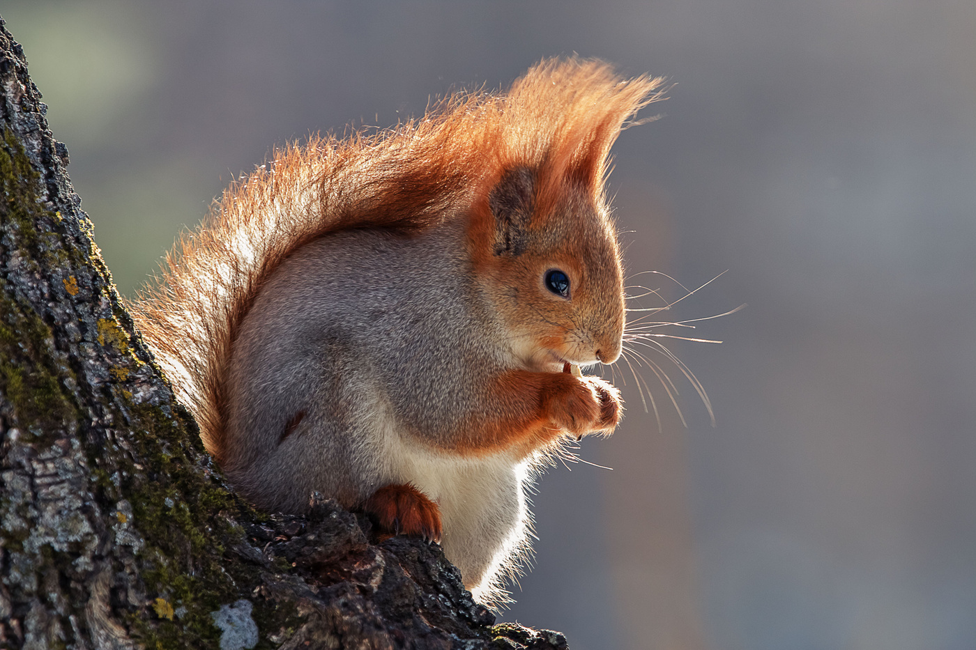 солнечная белка