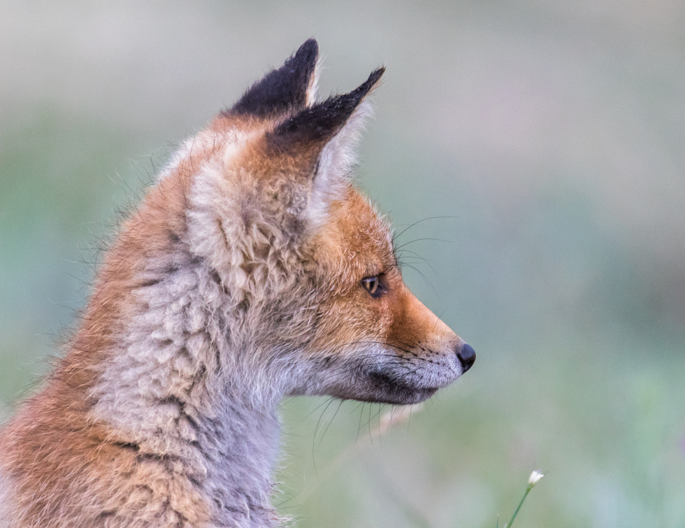 Портрет юного лиса