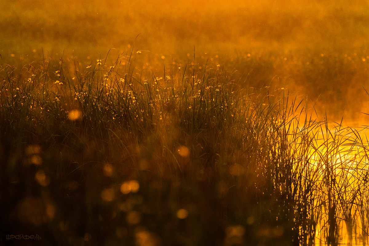 Стрелки-стрекозы и рассветные грезы