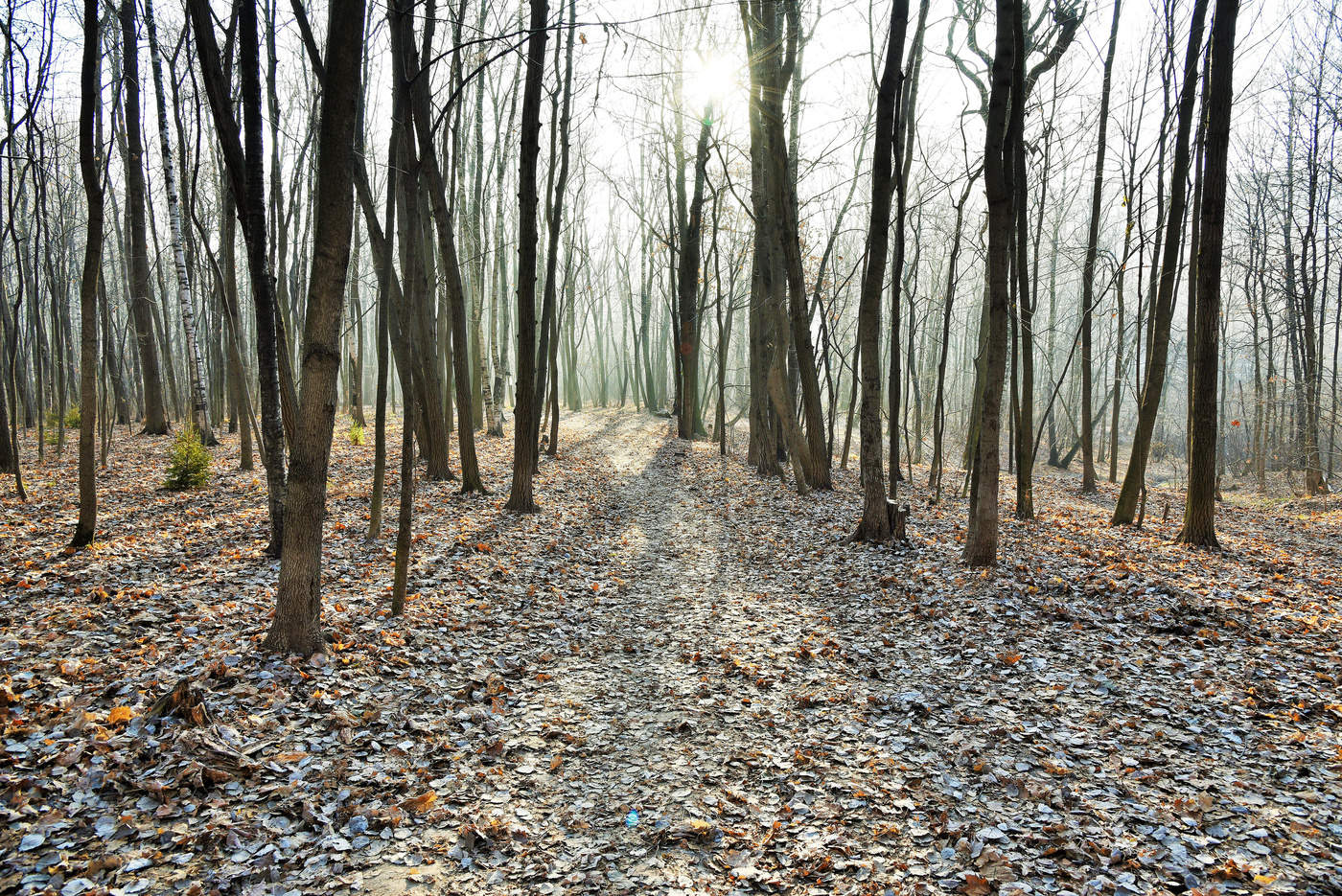 Холодным утром солнце в дымке...