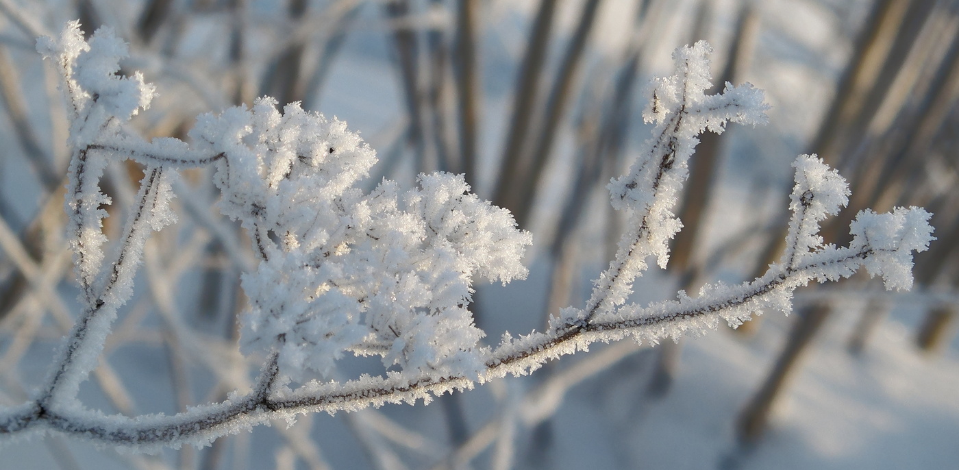 Цветы зимы (иней + макро)
