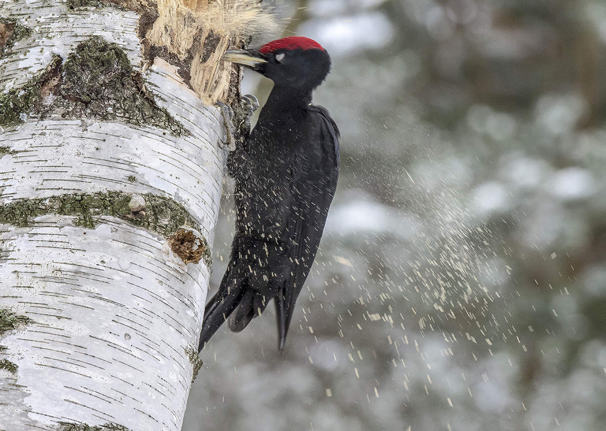 Лесоруб на работе.
