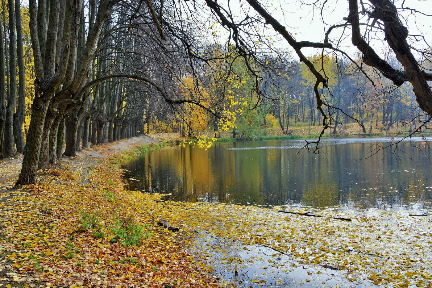 "Октябрь серебристо - ореховый ..."