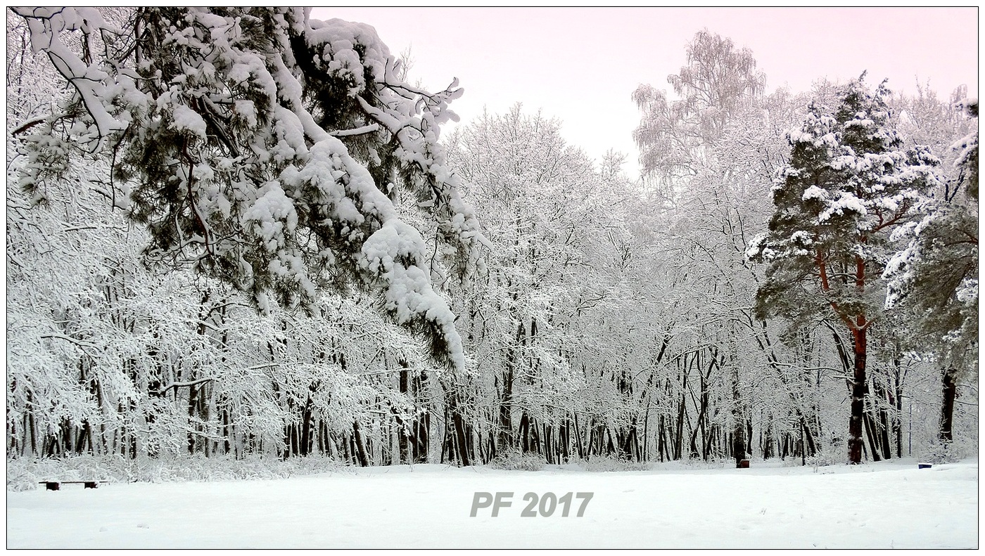 PF-2017