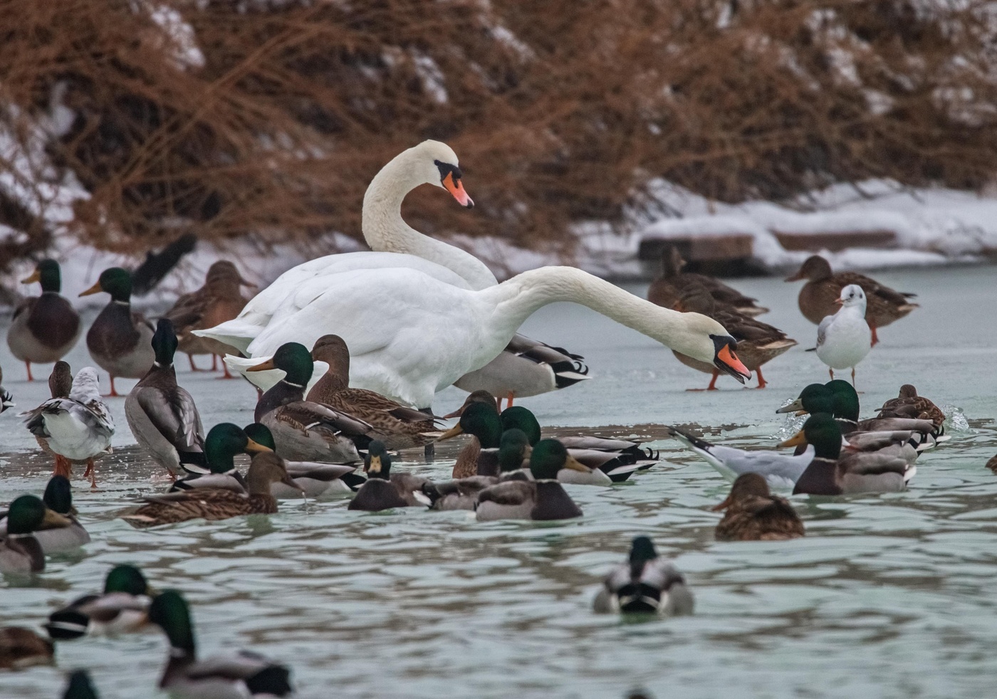 Кыш,мелочь!
