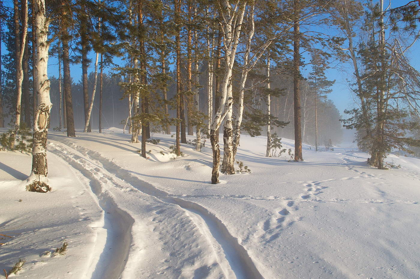 утро в лесу
