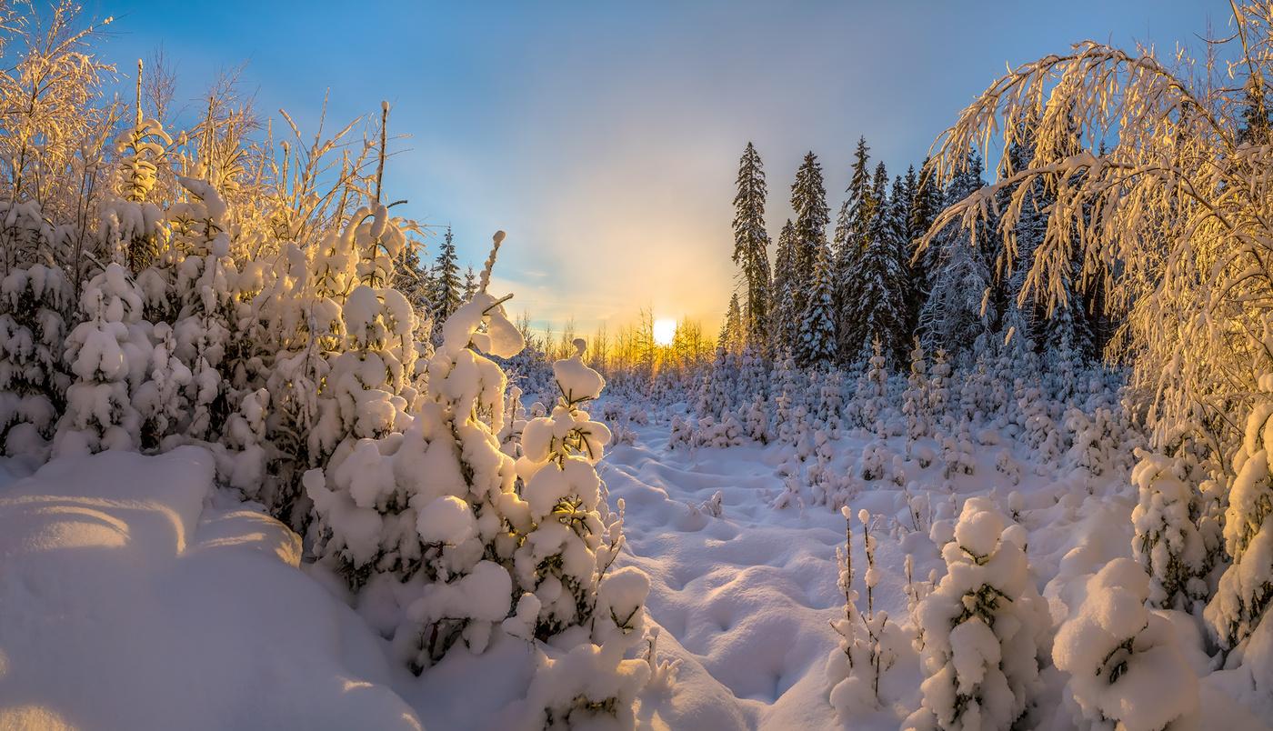 Опушка лесная.