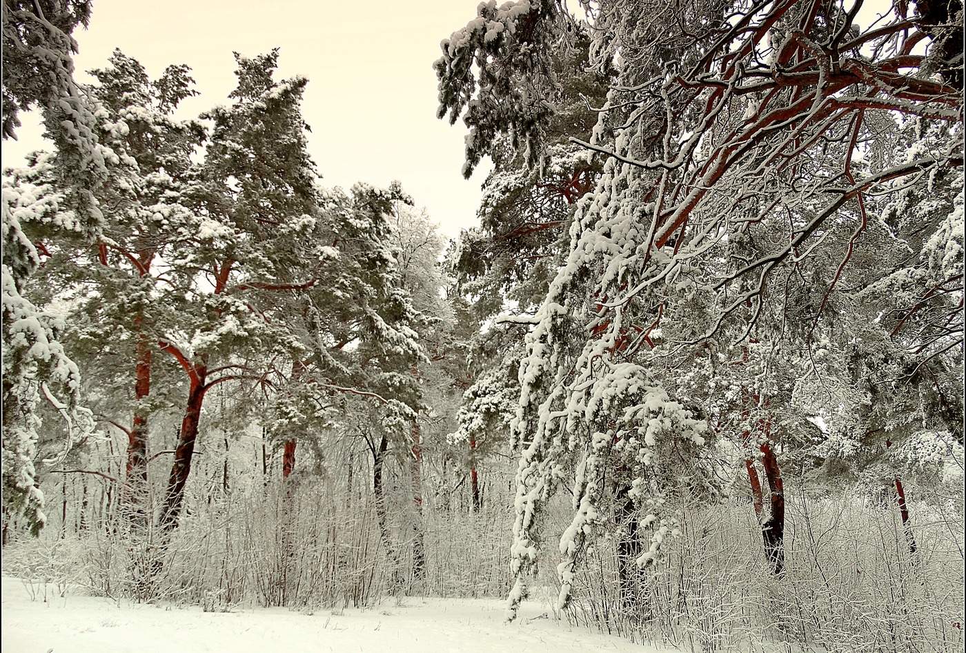 Парк завалило снегом