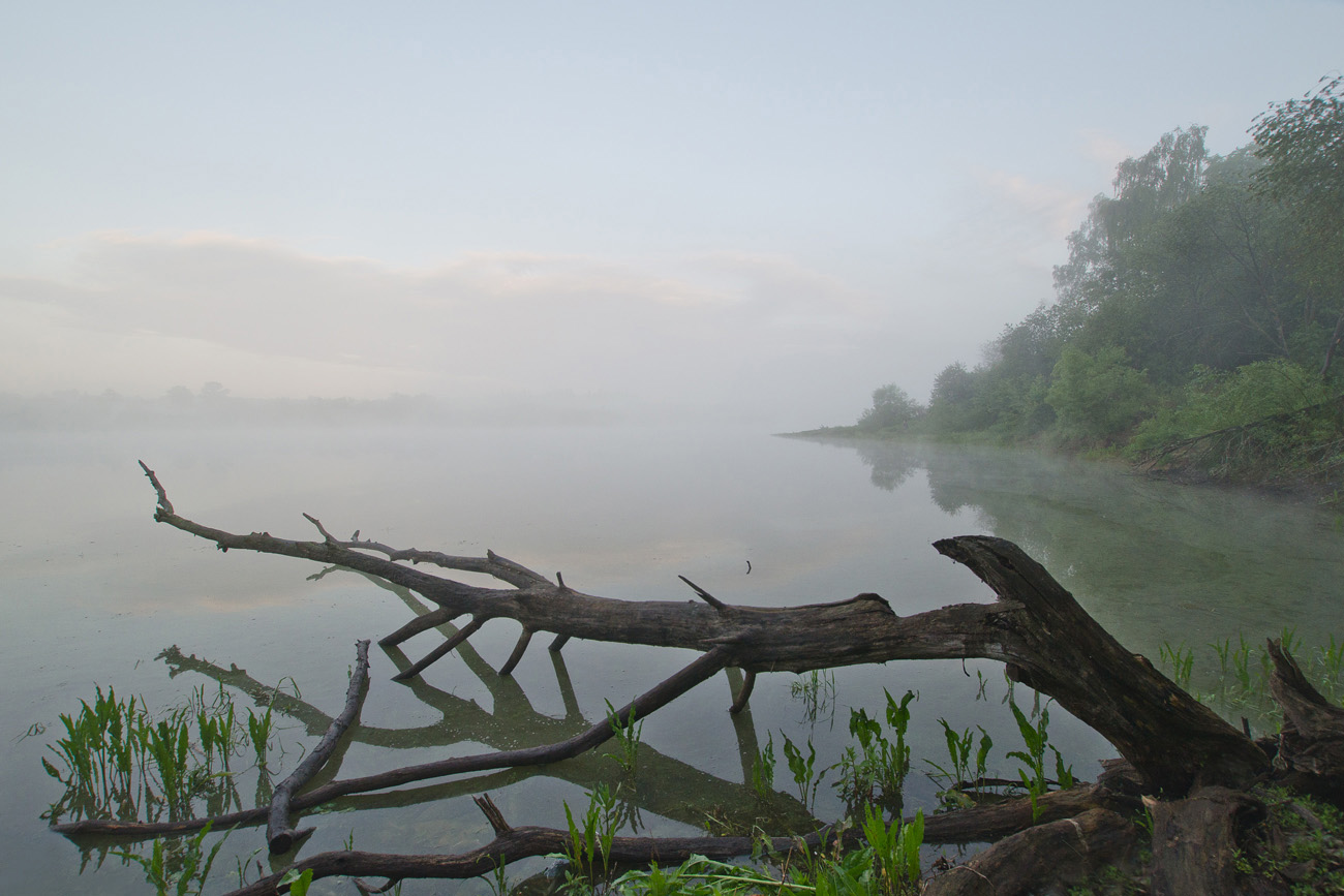 На пруду в Коптево