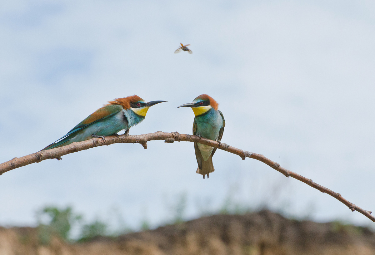 Полёт майского жука