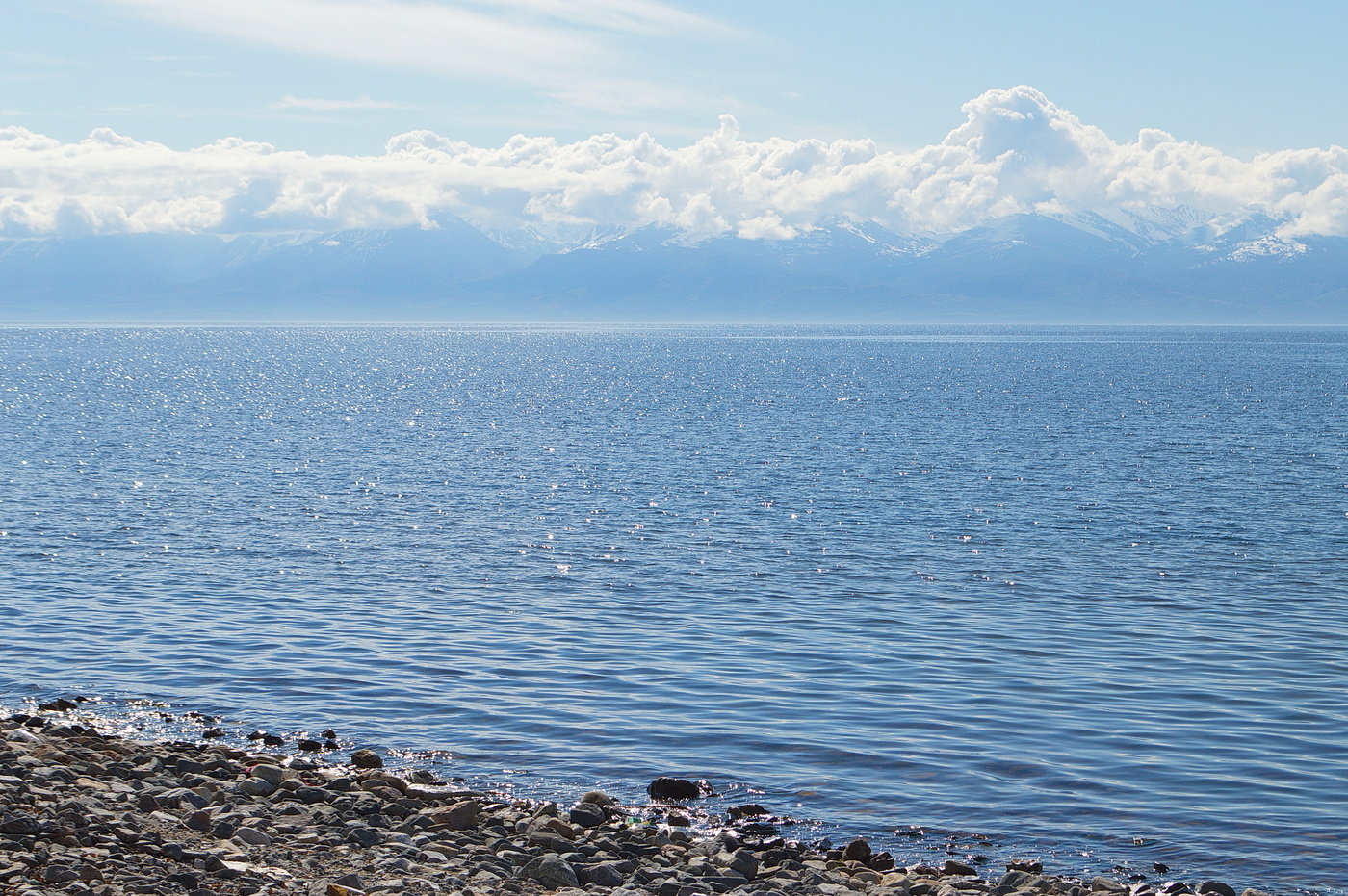 серебристый словно омуль